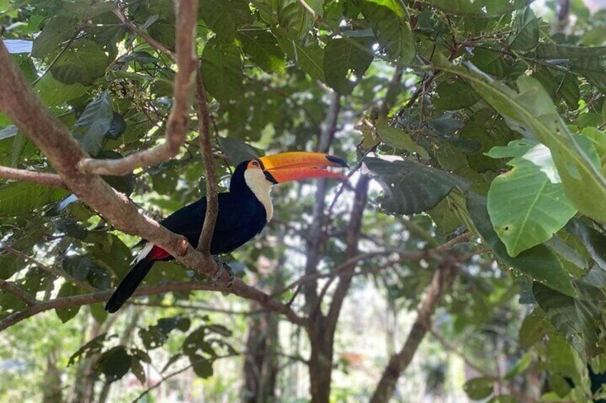 Private Tour to Brazilian Falls and Bird Park