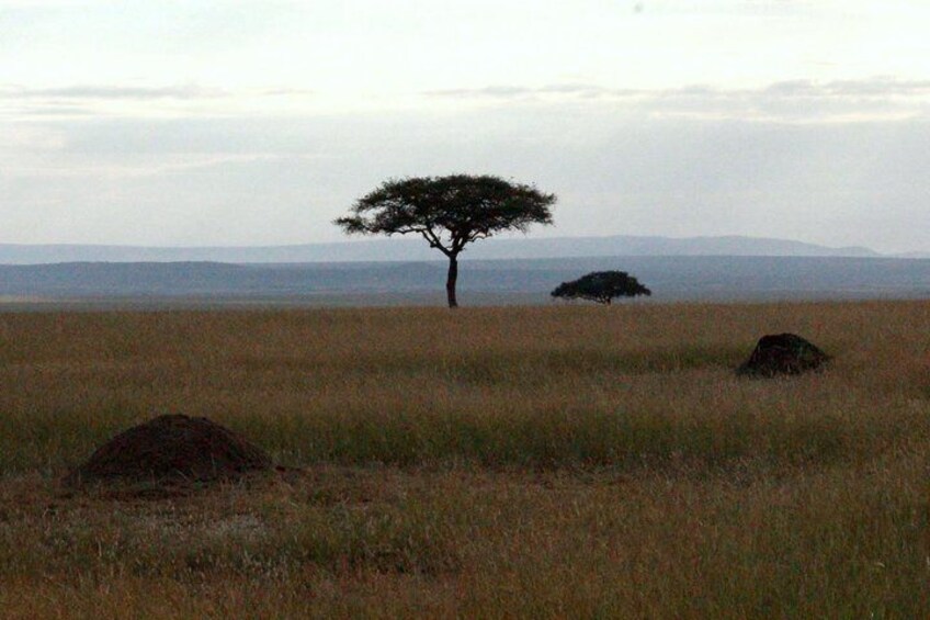 Great Mara Plains
