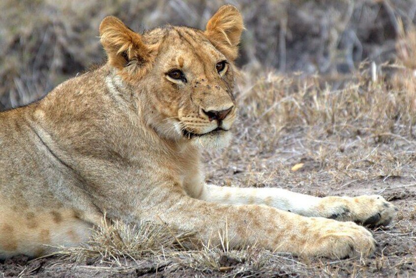 Lion Cub Mara River 