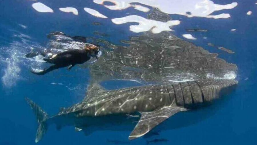 Swim with Whale Shark from Isla Mujeres and Cancun