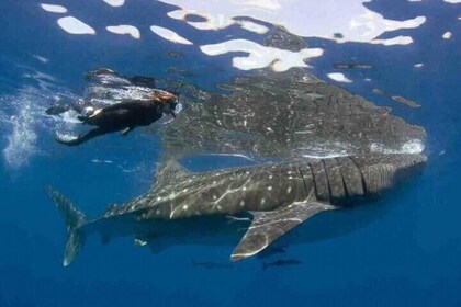 Nado con Tiburón Ballena desde Isla Mujeres y Cancún