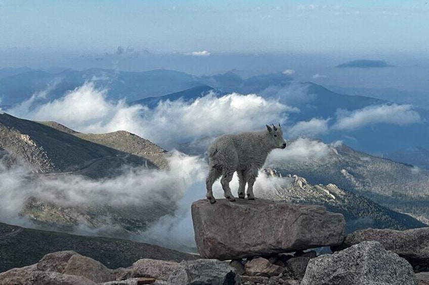Full-Day Views and Scenic Mount Evans Private Guided Drive Tour