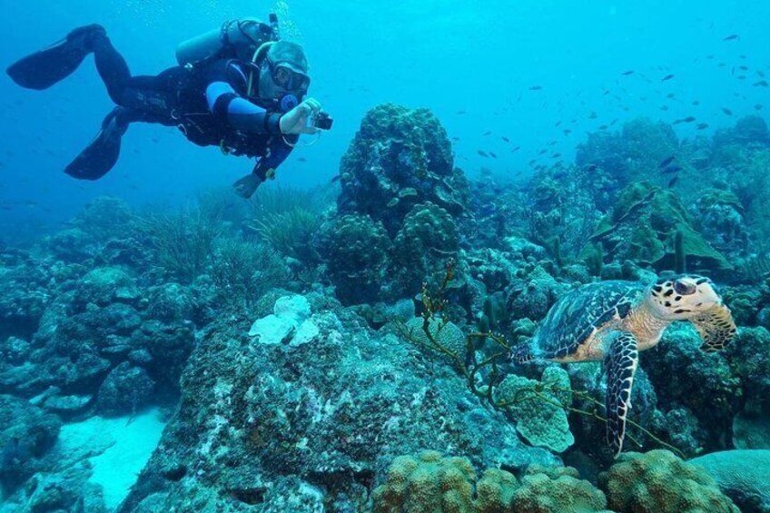 Guided shore dive on one of our house reefs for Certified Divers.