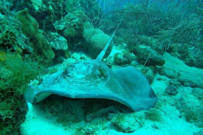 Guided shore dive on one of our house reefs for Certified Divers.