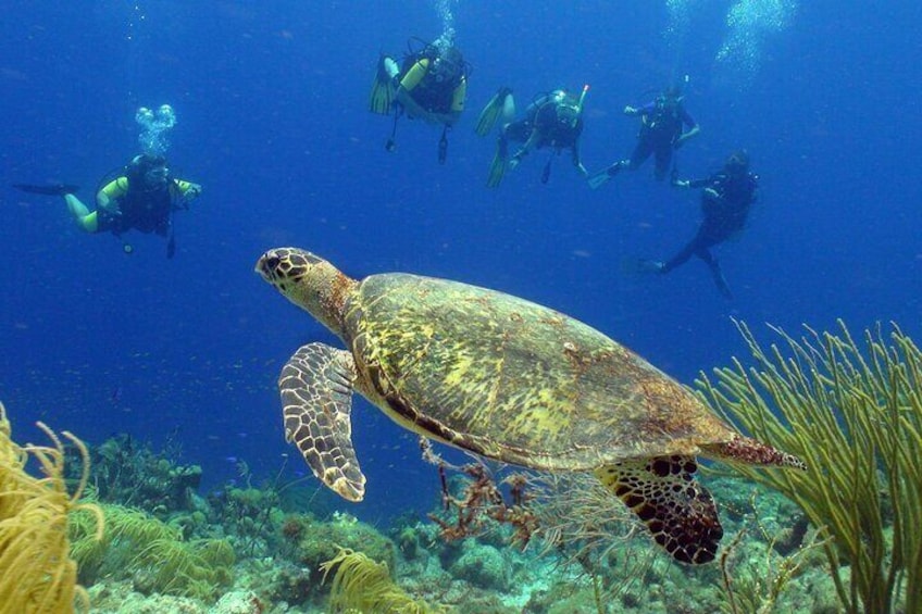 Guided shore dive on one of our house reefs for Certified Divers.