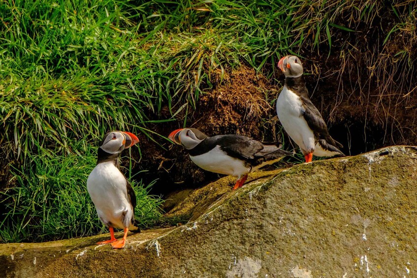 Picture 3 for Activity Reykjavík: RIB Speed-Boat Puffin Watching Tour