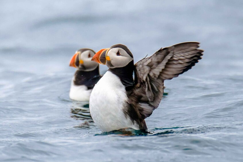 Picture 1 for Activity Reykjavík: RIB Speed-Boat Puffin Watching Tour