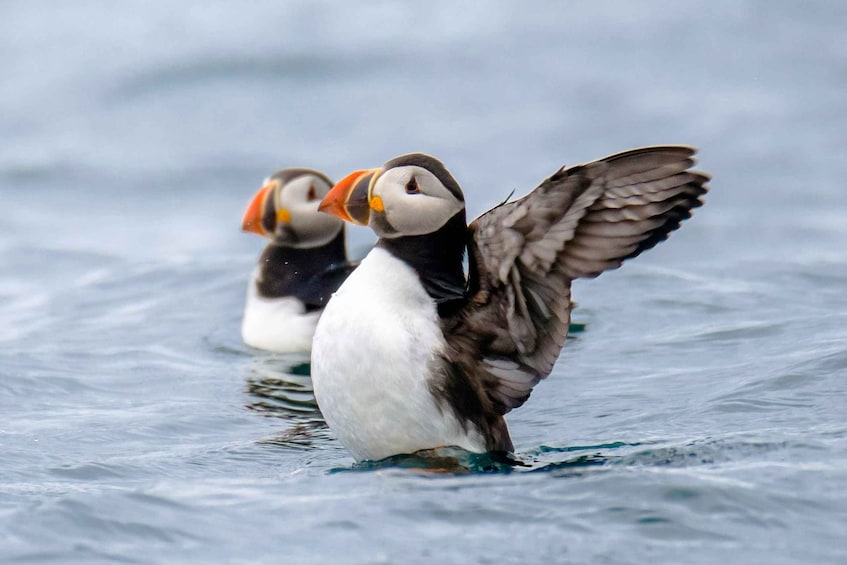 Picture 1 for Activity Reykjavík: RIB Speed-Boat Puffin Watching Tour