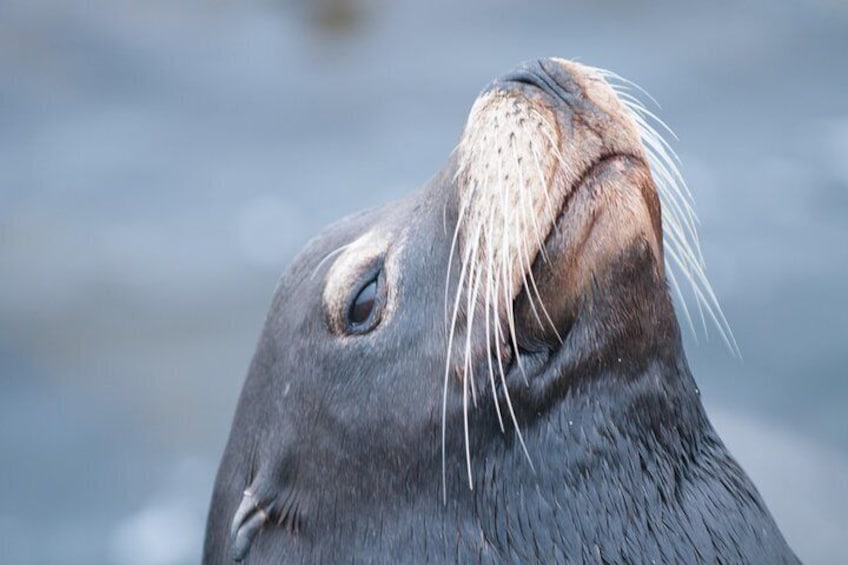 California Sea Lion
