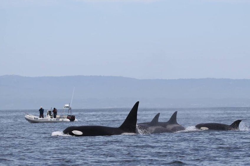Orca / Killer Whales in Monterey Bay