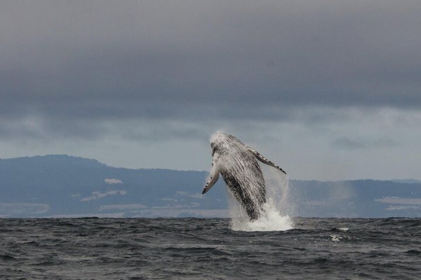 Humpback Whale Breaching