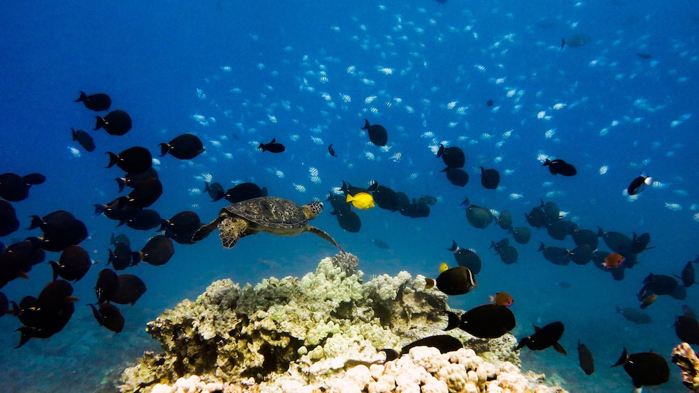 Turtle and fish swimming near coral reef on Big Island