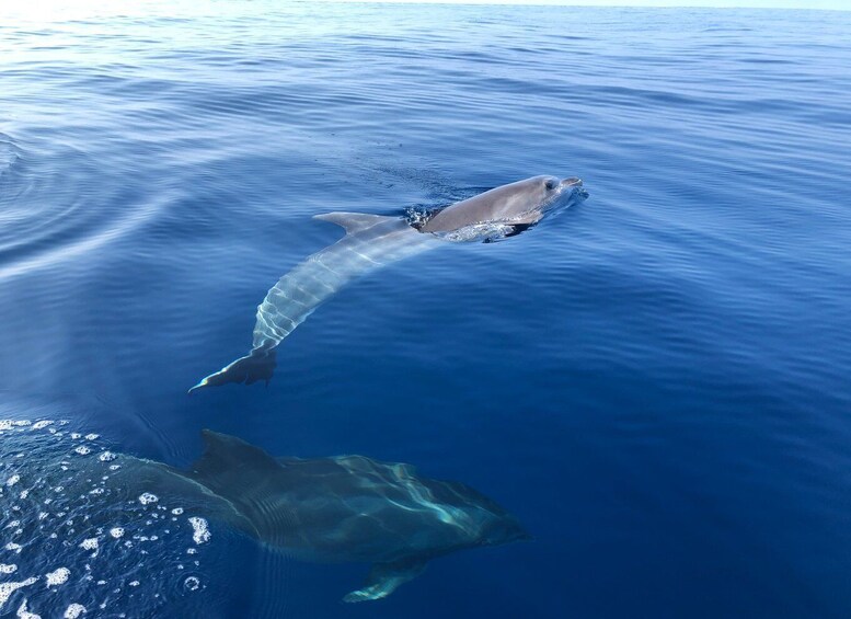 Picture 15 for Activity From Propriano, Jetski tour Cala d' Aguillia - 2 h