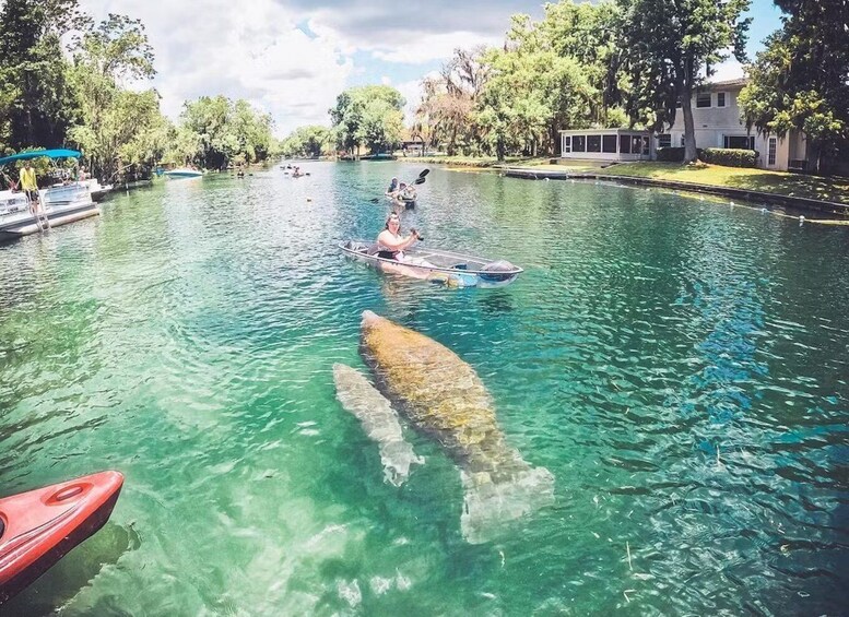 Crystal River: Clear Kayak Manatee Ecotour