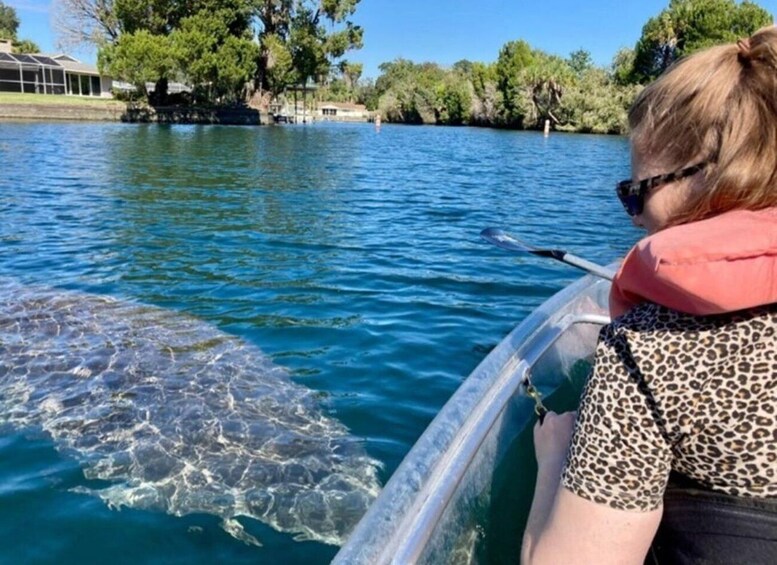 Picture 3 for Activity Crystal River: Clear Kayak Manatee Ecotour