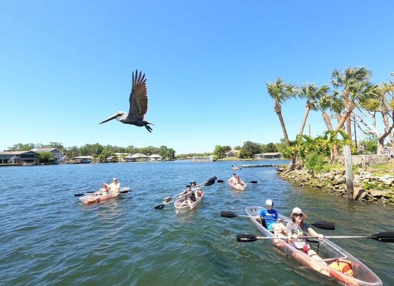Picture 6 for Activity Crystal River: Clear Kayak Manatee Ecotour