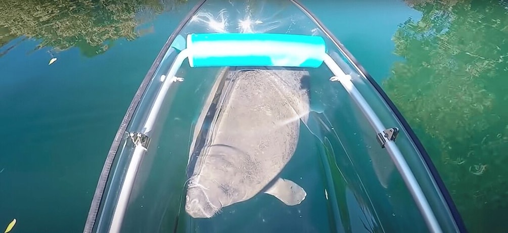 Picture 2 for Activity Crystal River: Clear Kayak Manatee Ecotour