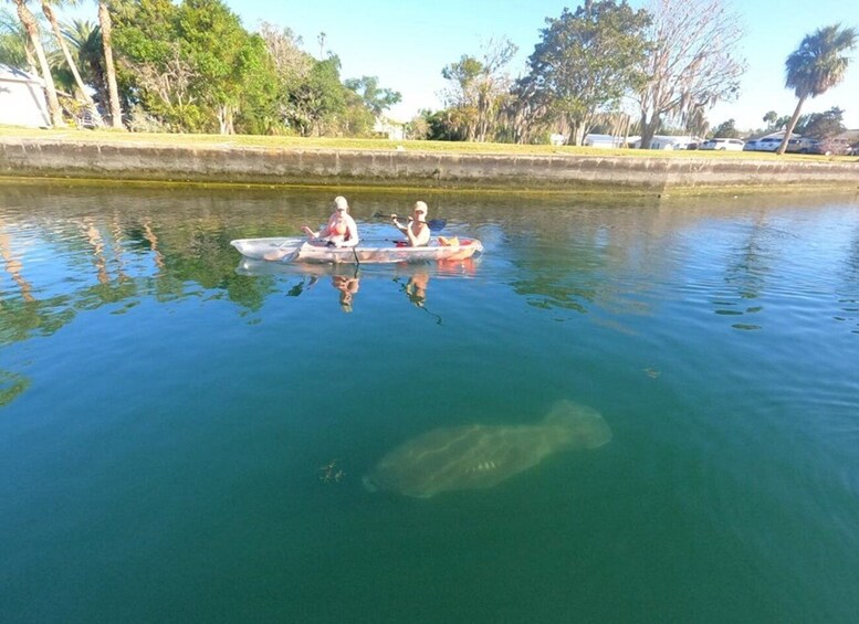 Picture 4 for Activity Crystal River: Clear Kayak Manatee Ecotour