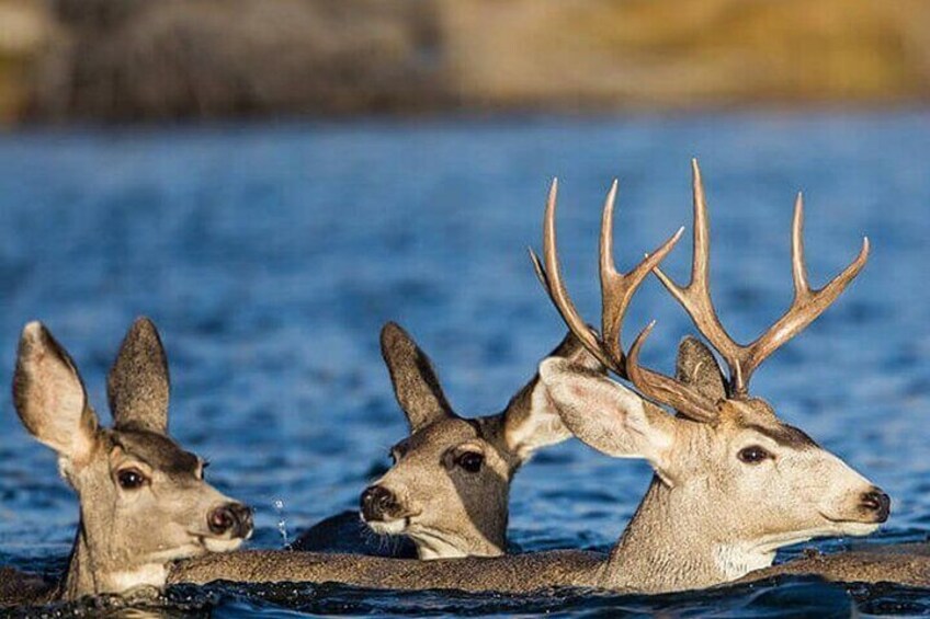 Deers swimming from one island to another