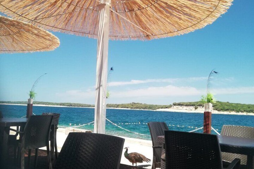 Fazana: Brijuni islands cruise & Visit peacock island