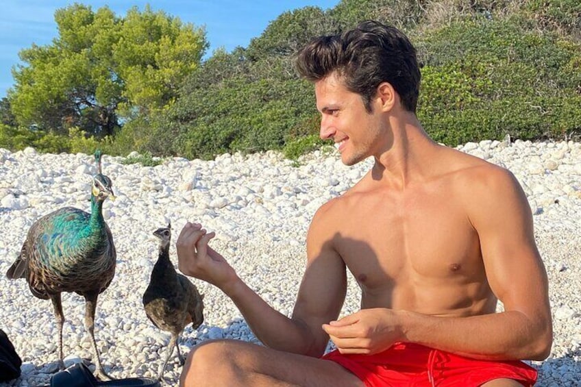 Friendly peacocks