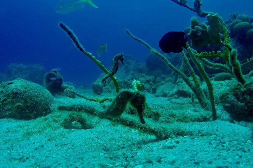 Seahorses at Blue Bay House Reef