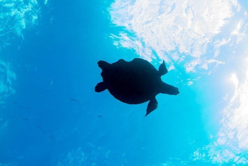 Turtle at Blue Bay House Reef