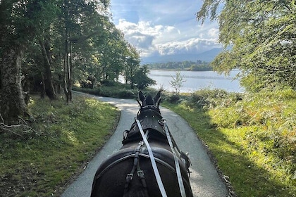 1 Hour Guided Carriage Tour in Killarney National Park