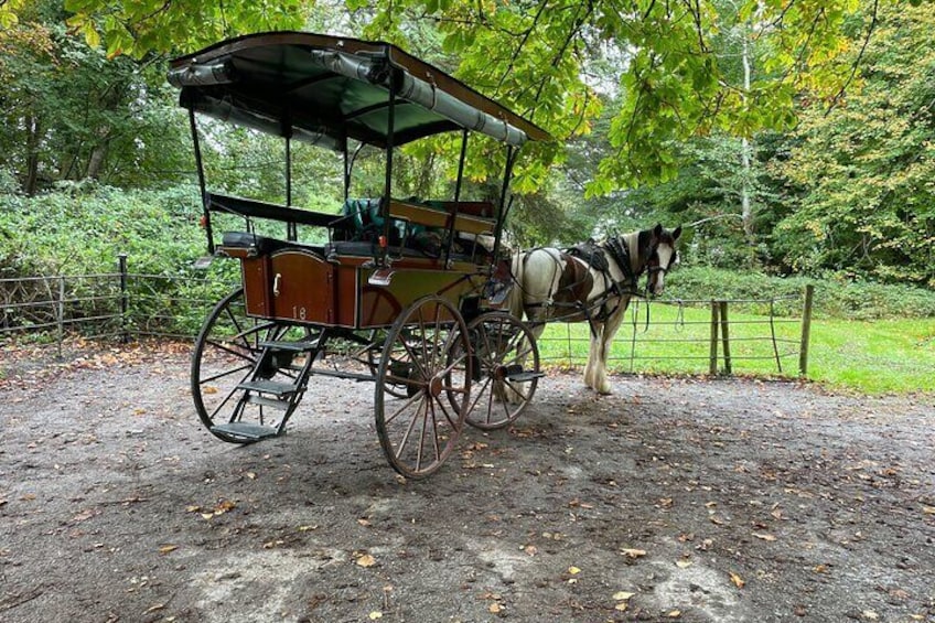 1 Hour Guided Carriage Tour in Killarney National Park