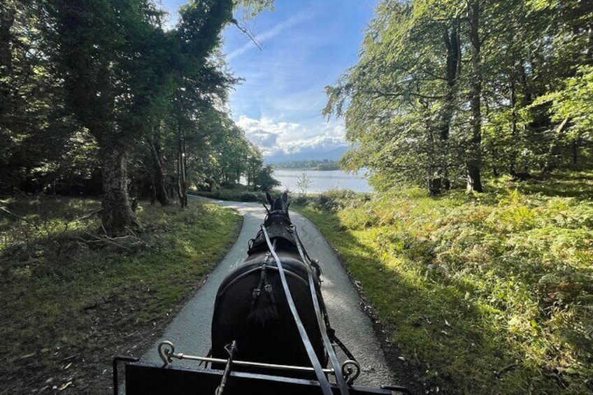 1 Hour Guided Carriage Tour in Killarney National Park