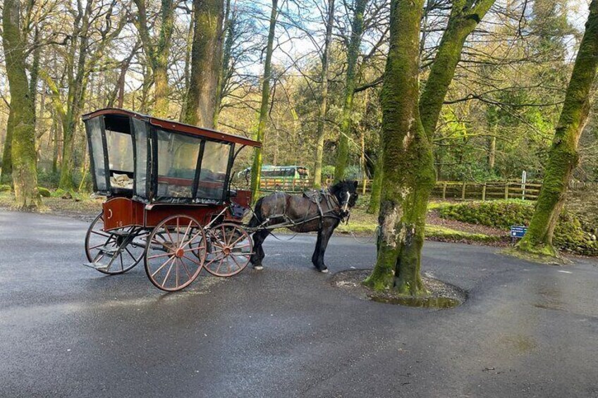 1 Hour Guided Carriage Tour in Killarney National Park