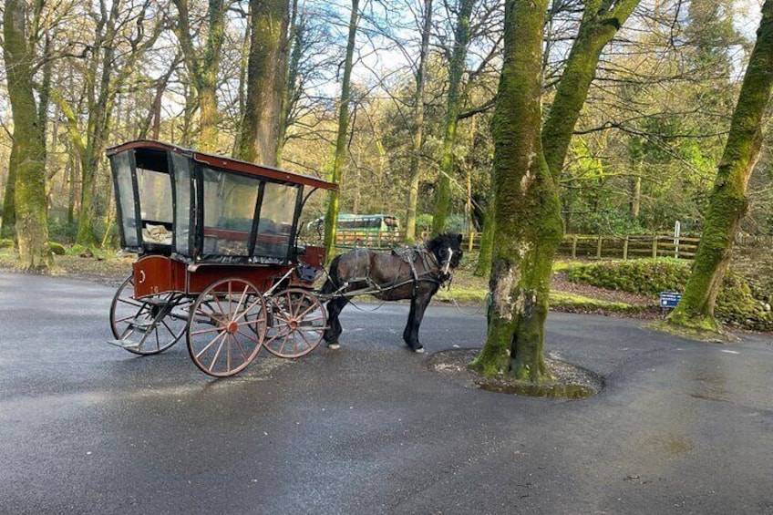 1 Hour Guided Carriage Tour in Killarney National Park