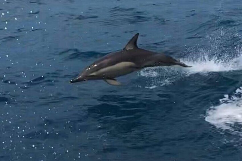 Kalbarri Whale Watching