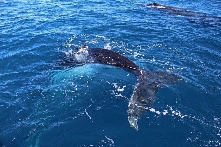 Kalbarri Whale Watching
