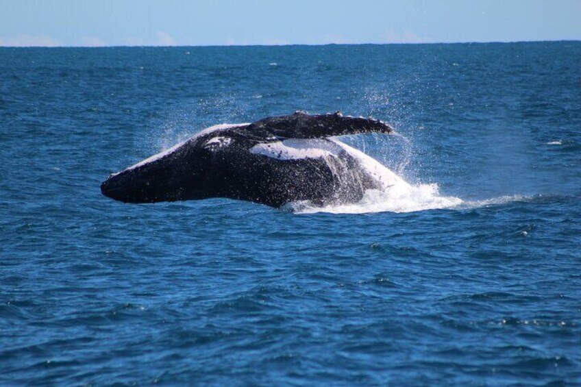 Kalbarri Whale Watching