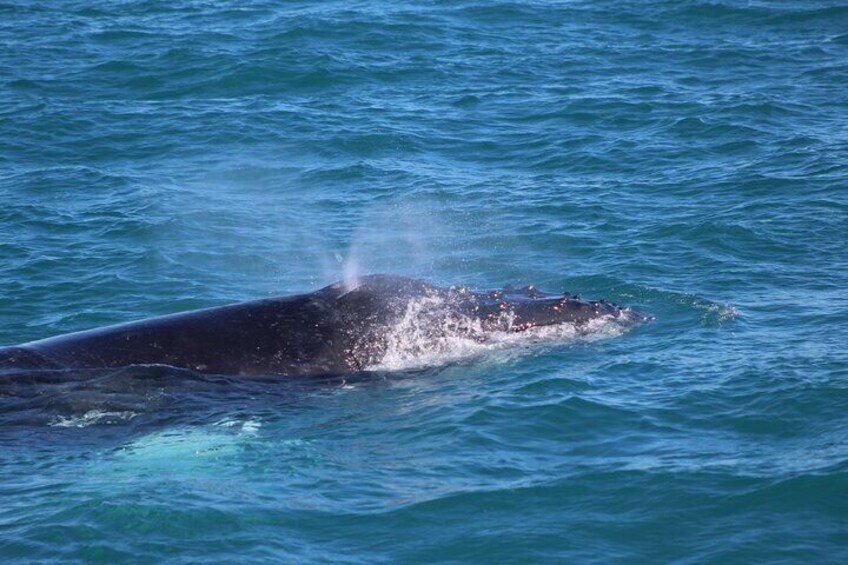 Kalbarri Whale Watching