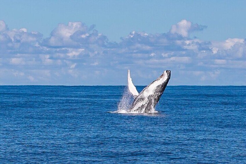 Kalbarri Whale Watching Tour 