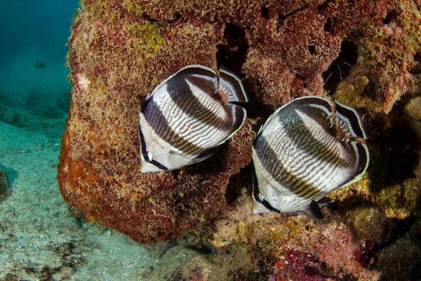 Guided Snorkel Tour at the Best Reef from shore on Curacao - Blue Bay Beach