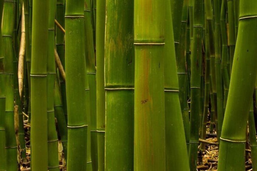 bamboo