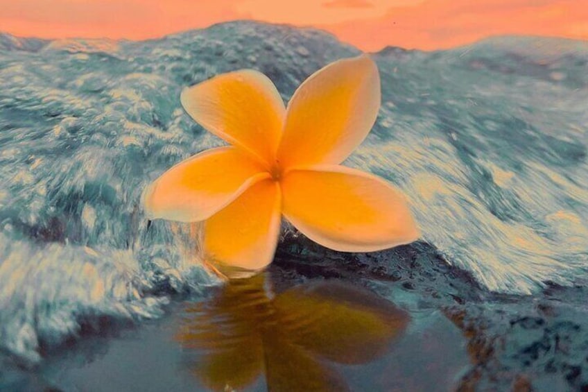 Plumeria