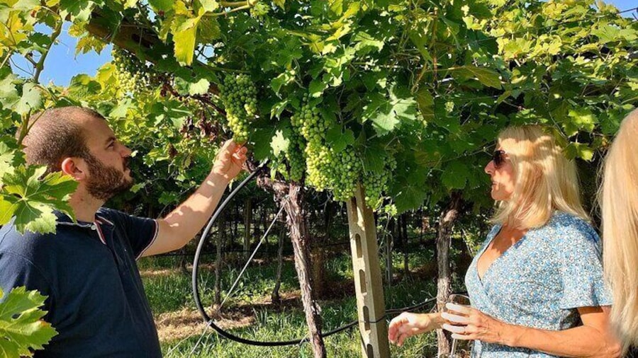 Vineyard Tour and Wine Tasting in Cavaion Veronese