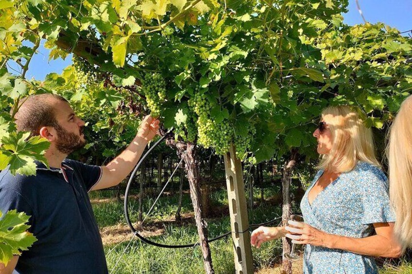 Vineyard Tour and Wine Tasting in Cavaion Veronese