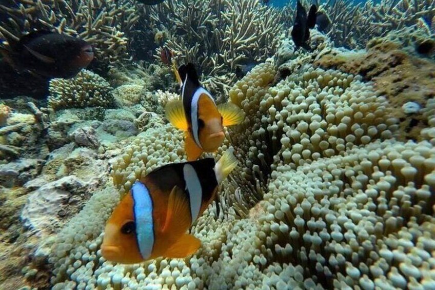 Private Bali Snorkling blue lagoon best snorkling