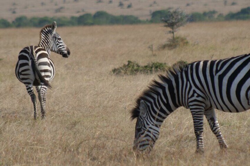 4-Day Masai Mara - Luxury Private safari