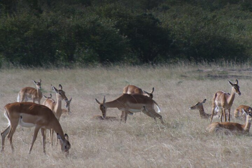 4-Day Masai Mara - Luxury Private safari