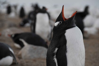 Ushuaia: Catamaran zeilen naar Pinguïn Eiland