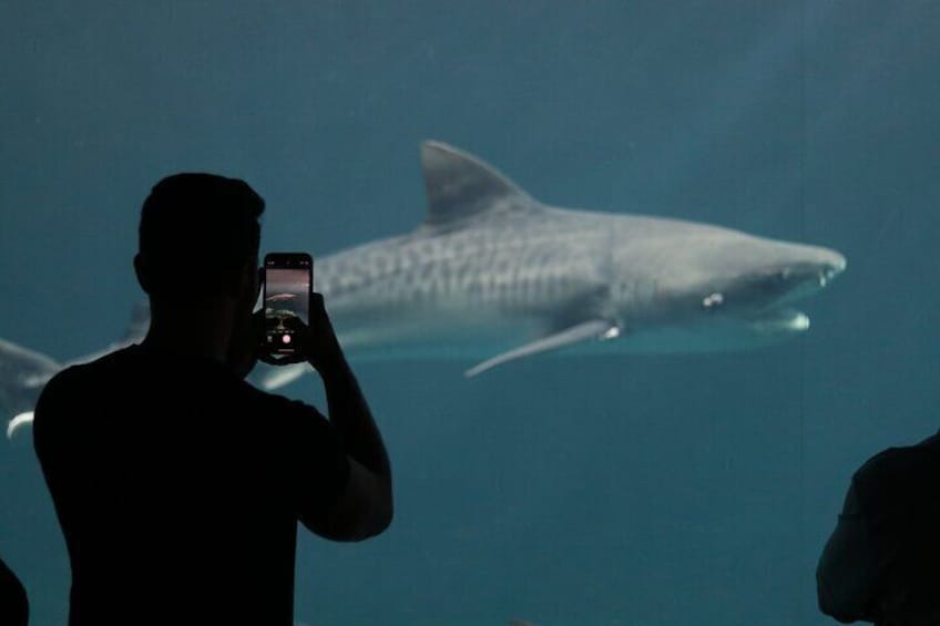 5 Attractive With Aquarium And Mandinga Included (in Veracruz)