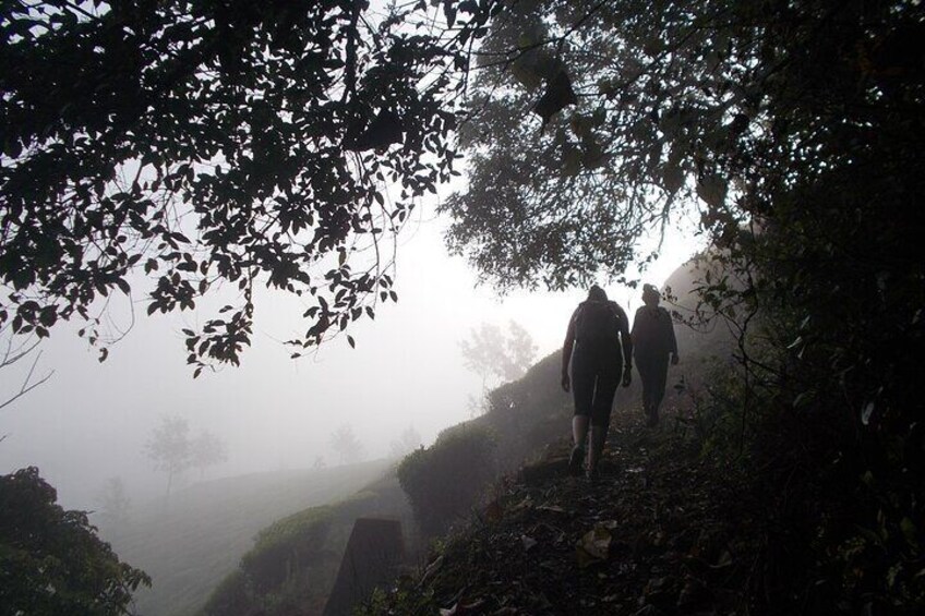 Small-Group Half Day Trekking in Munnar with Breakfast