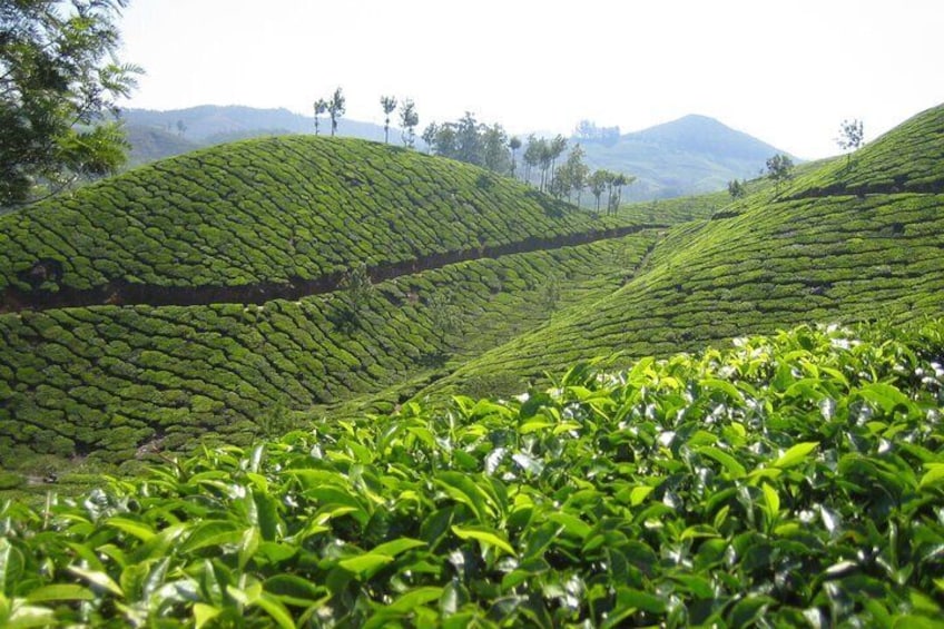 Small-Group Half Day Trekking in Munnar with Breakfast