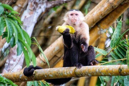 Jungle Safari at the Panama Canal